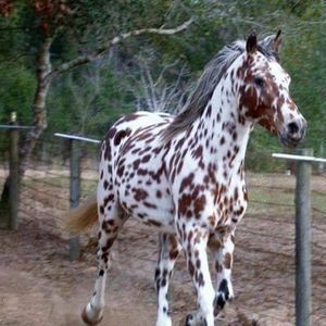 Meet your Posher, Robin